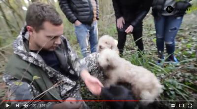 truffle video
